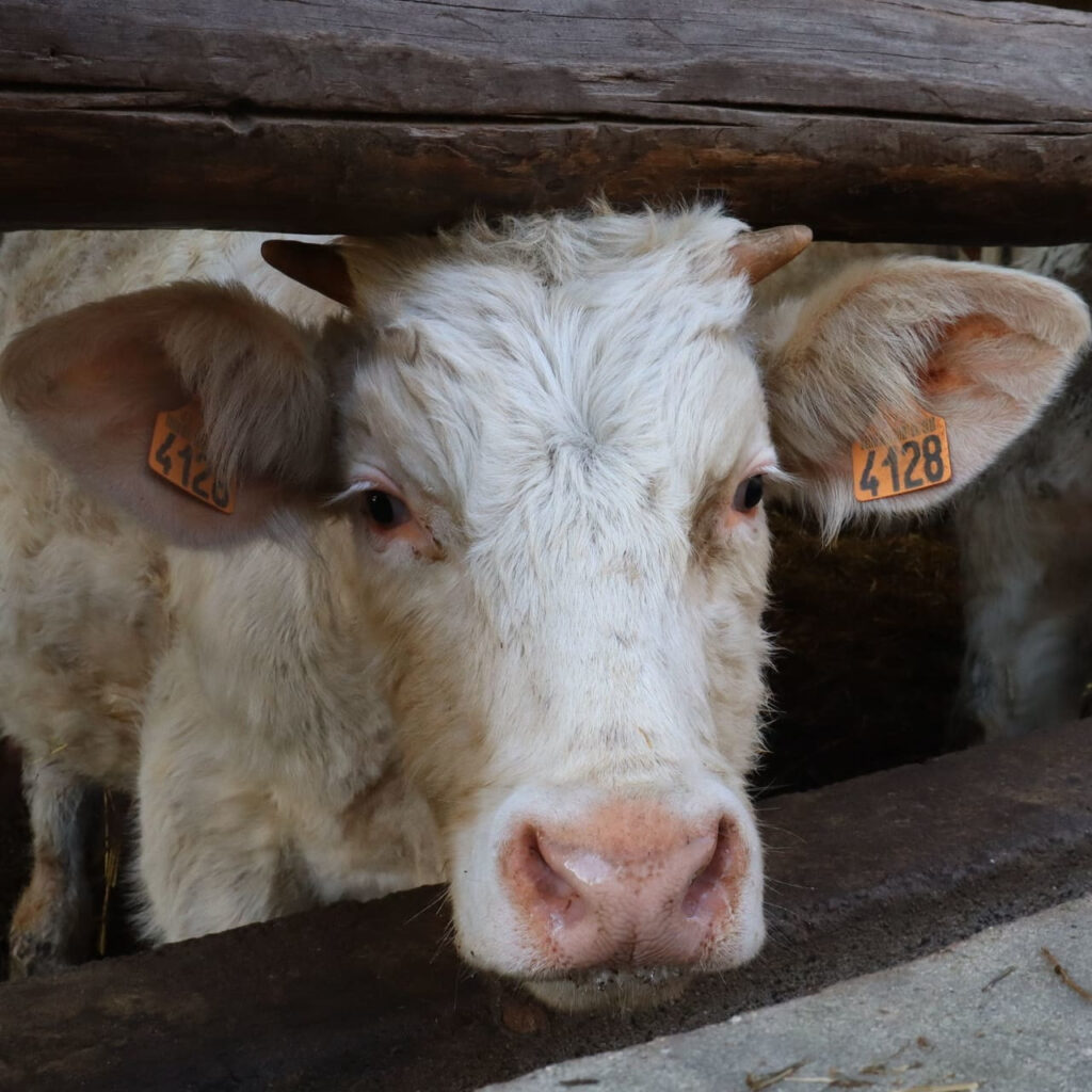 Une des 160 vaches de Mathieu Favodon. Celle-ci est une charolaise mais il élève également quelques ferrandaises.