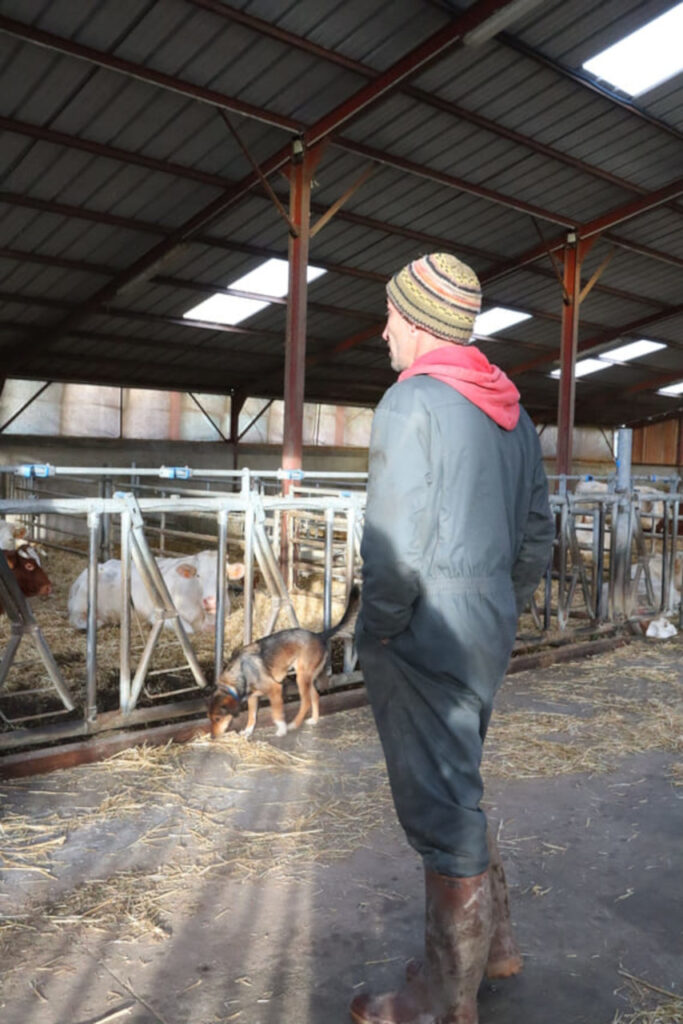 Toujours accompagné de son chien Tagada, Mathieu Favodon est debout dans son étable et observe ses vaches.