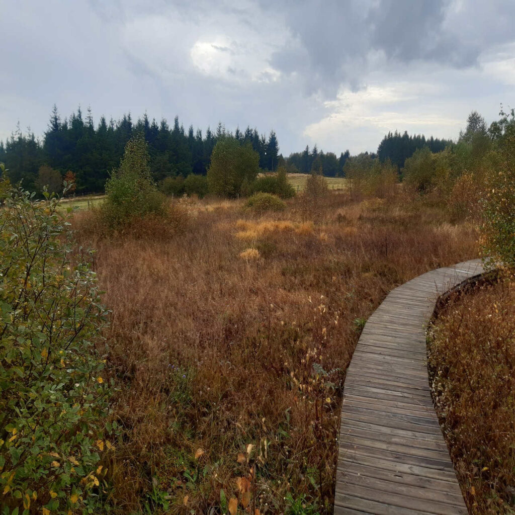 Plateau en bois qui permet aux randonneurs de traverser le plateau de la Verrerie sans abîmer les tourbières.