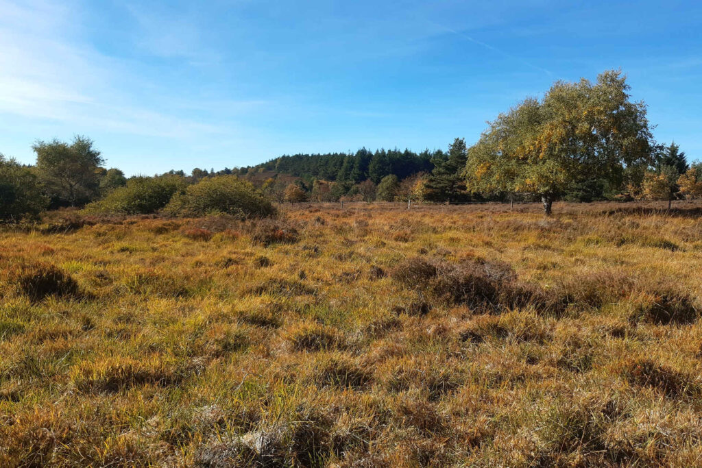 Les landes montagnardes du plateau de la Verrerie, pâturées d’avril à octobre.