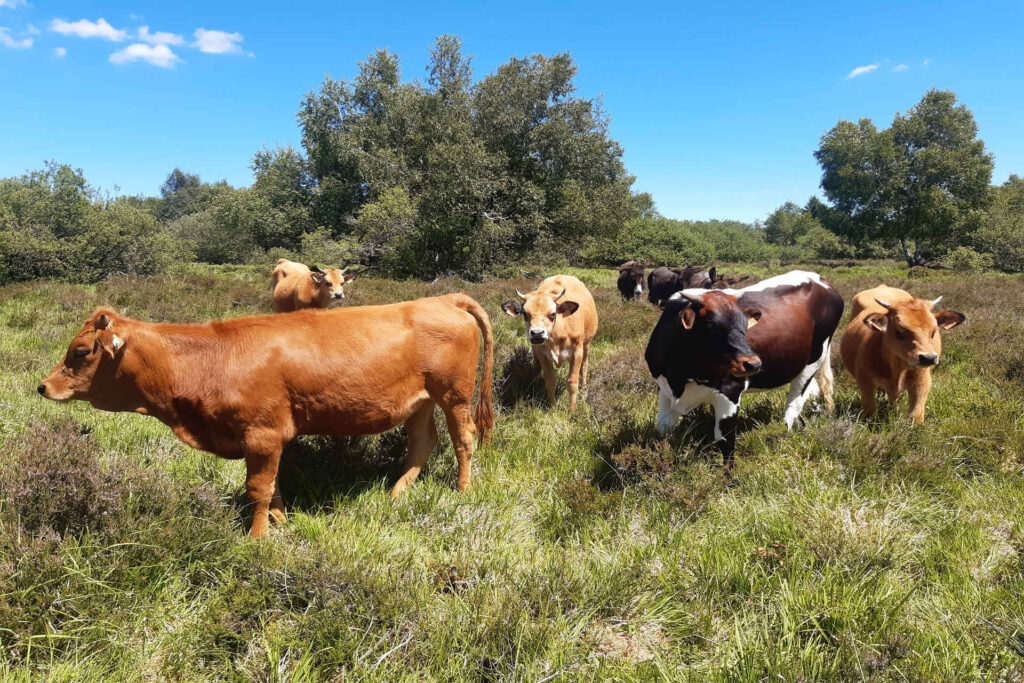 Vaches génisses qui pâturent les landes du plateau de la Verrerie et ses tourbières d’avril aux premières chutes de neige.