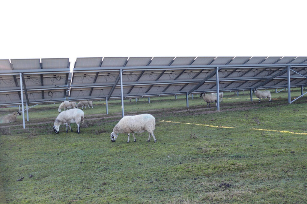 Un exemple d’agrivoltaïsme : un troupeau d’ovins entretient la prairie sous les panneaux photovoltaïques à Monétay-sur-Allier.