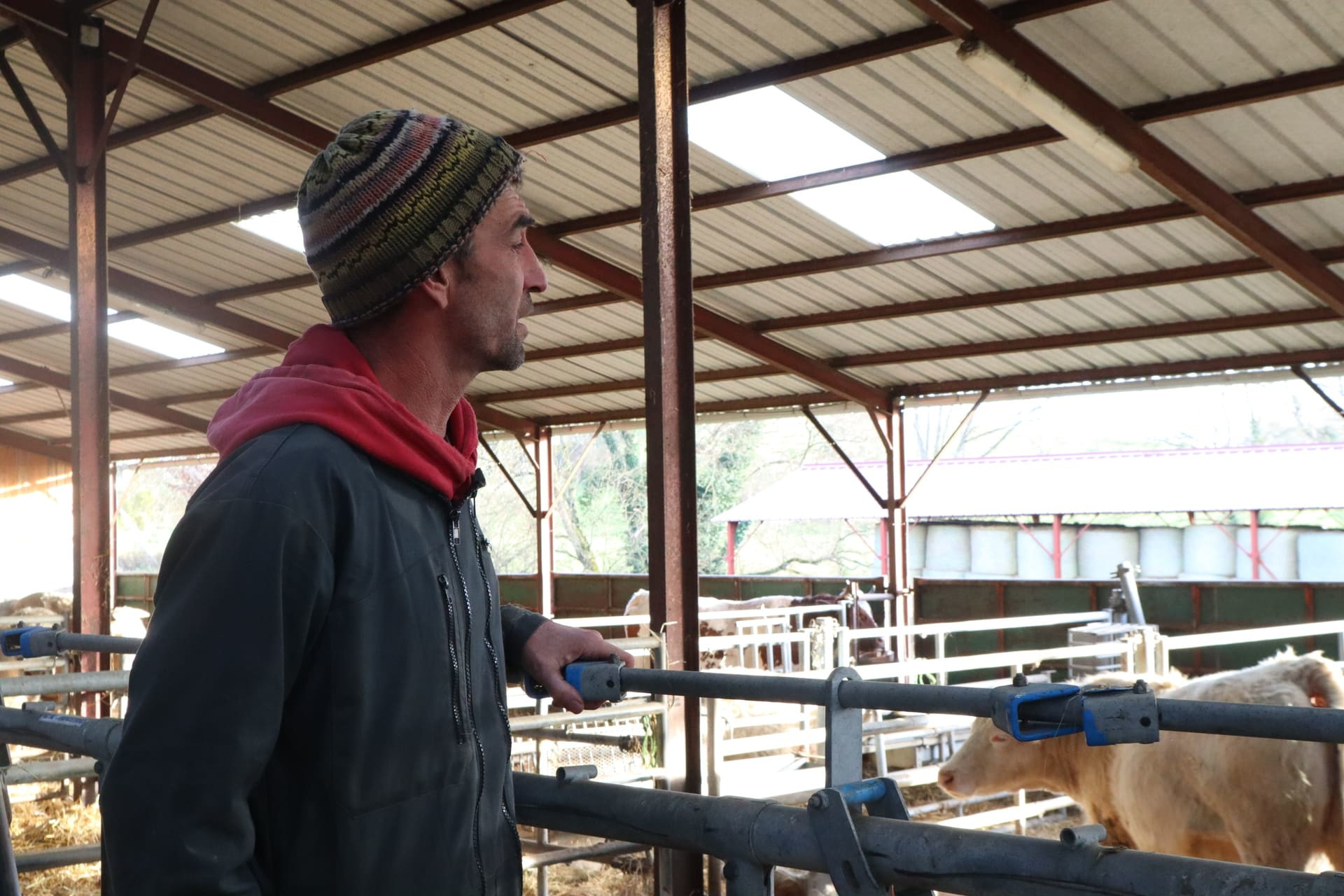 Mathieu Favodon est dans son étable et observe ses vaches avec attention.